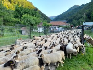 oi pe valea lotrului